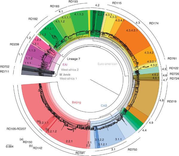A total of 91,648 SNPs spanning the whole genome were used to reconstruct the phylogeny of 1,601 MTBC isolates